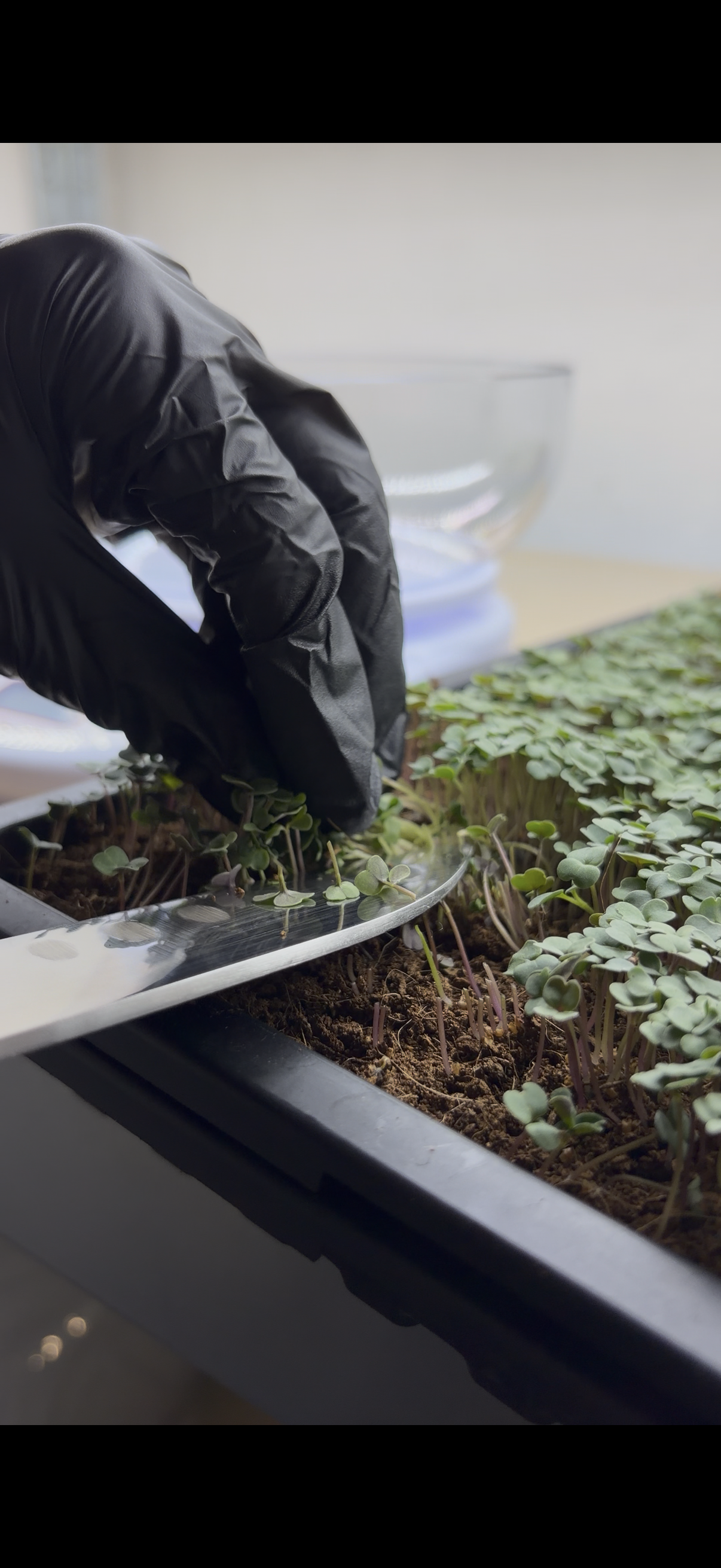 Ručný zber rukoly microgreens